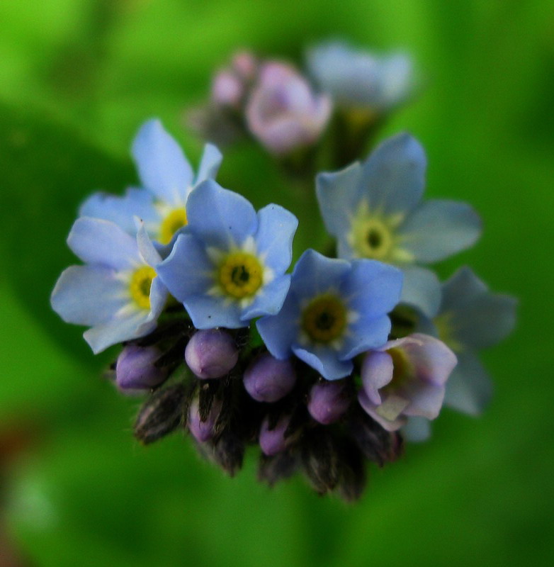 Image of Myosotis butorinae specimen.