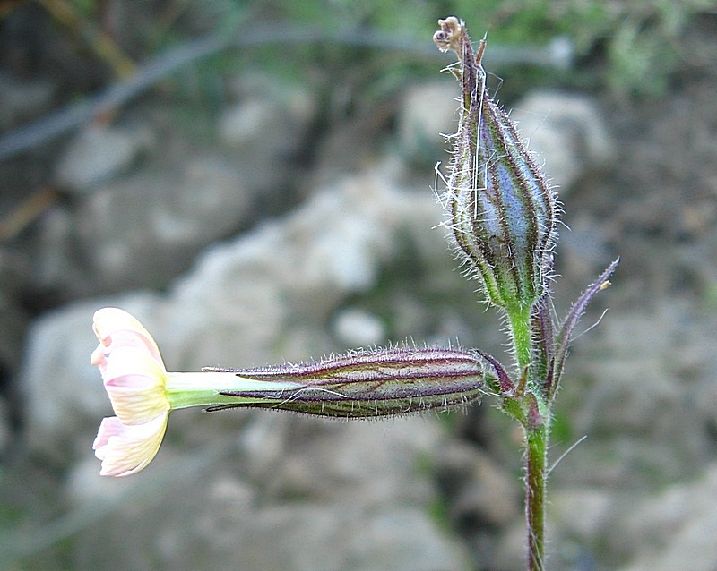 Image of Silene noctiflora specimen.
