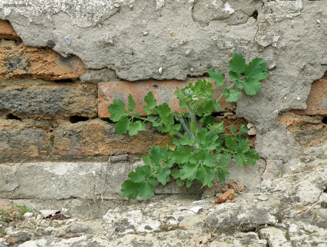 Image of Chelidonium majus specimen.