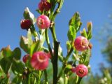 Vaccinium myrtillus. Верхушки побегов с цветками. Иркутская обл., Бодайбинский р-н, пологий южный склон возвышенности. 15.06.2008.
