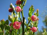 Vaccinium myrtillus