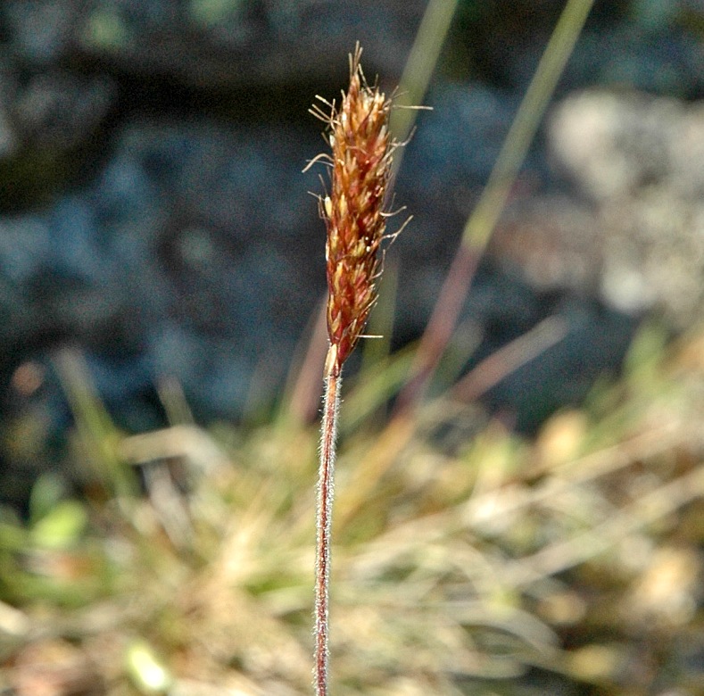 Изображение особи Trisetum spicatum.