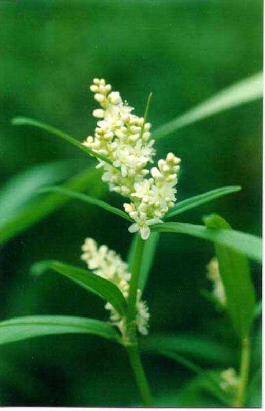 Image of Aconogonon ocreatum var. laxmannii specimen.