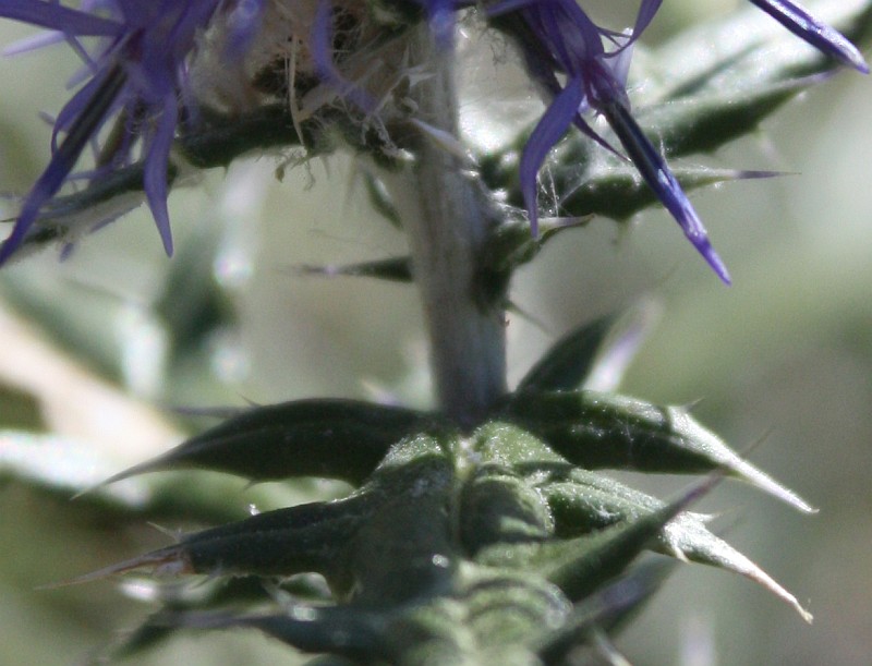 Изображение особи Echinops ruthenicus.