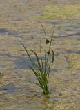 Bolboschoenus maritimus var. compactus
