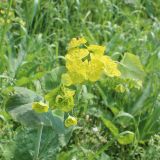 Bupleurum longifolium подвид aureum. Цветущее растение. Свердловская обл., природный парк \"Оленьи Ручьи\". 22.06.2015.