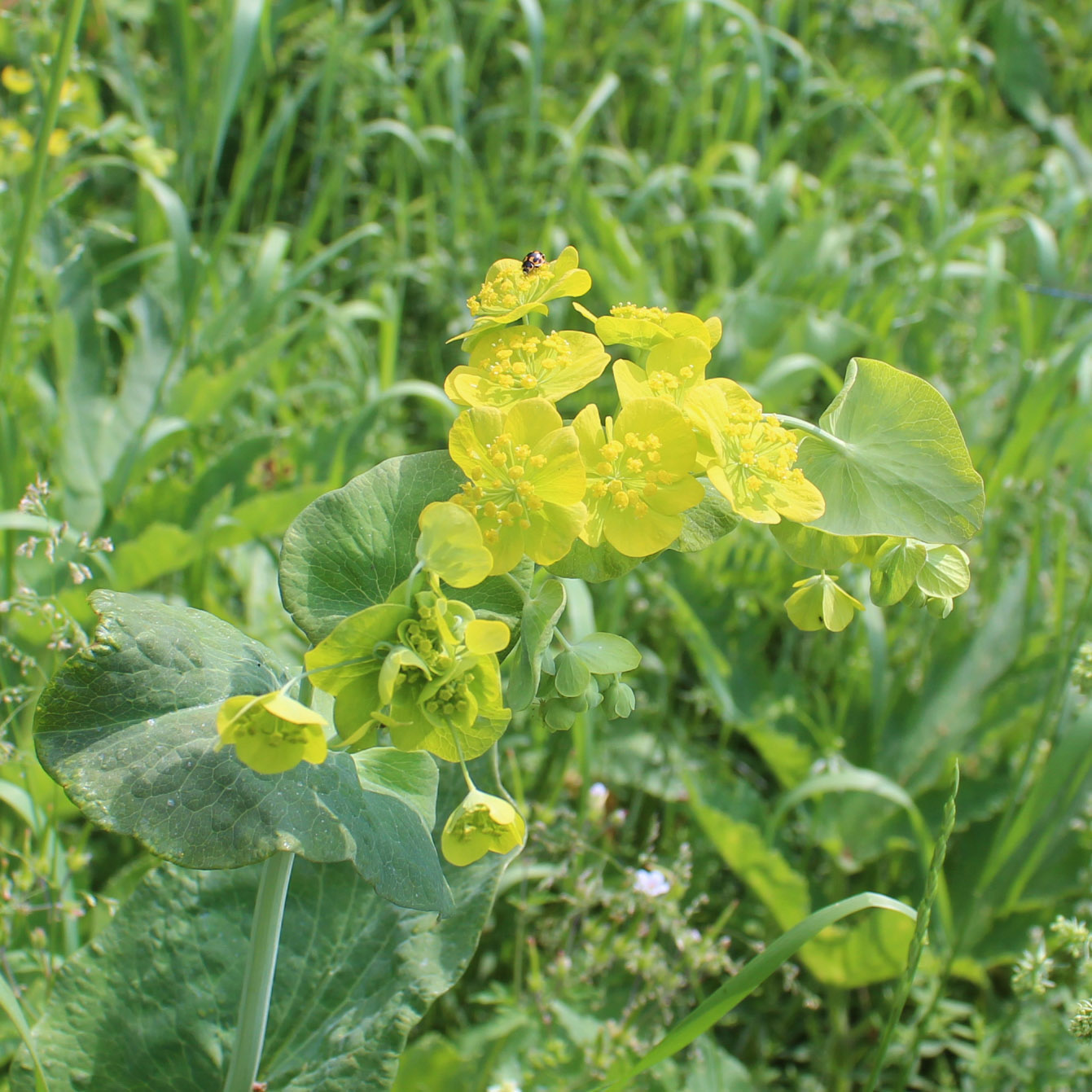 Изображение особи Bupleurum longifolium ssp. aureum.