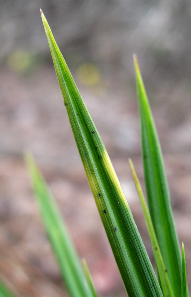 Image of Carex pallescens specimen.