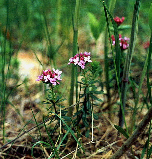Image of Daphne cneorum specimen.