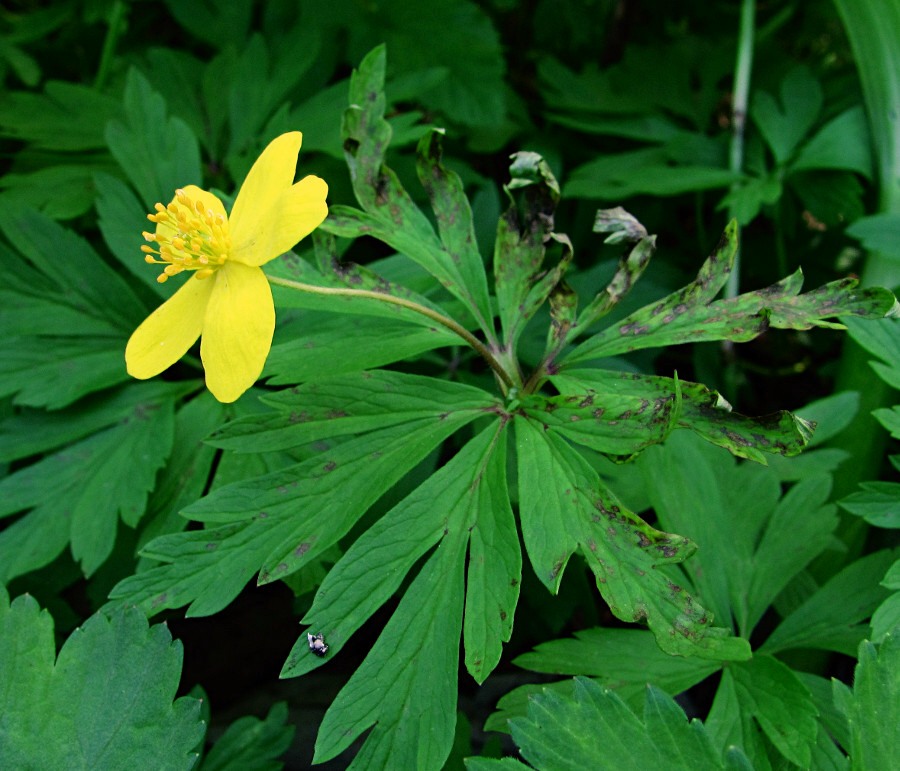 Изображение особи Anemone ranunculoides.