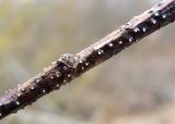 Salix myrsinifolia. Часть отмершего побега со спороношениями микромицетов. Окр. Архангельска, окраина ЛЭП. 03.05.2015.