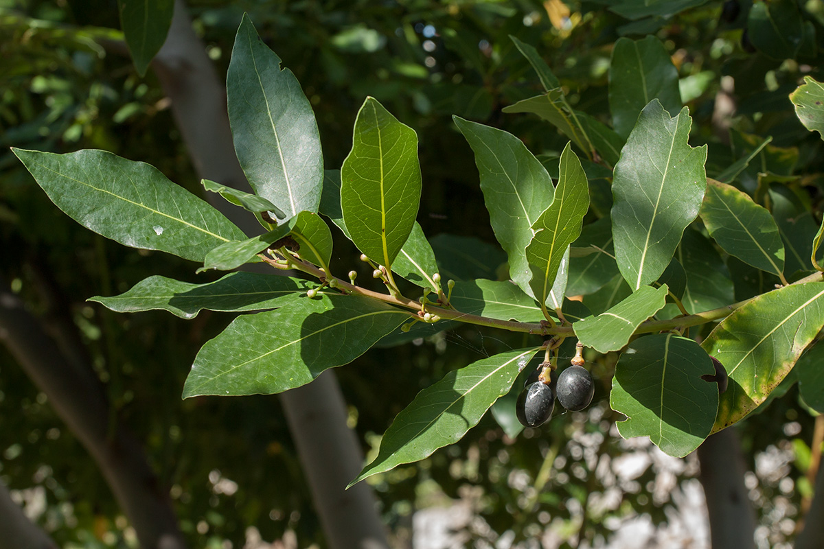 Изображение особи Laurus nobilis.