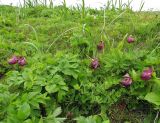 Cypripedium macranthos. Отцветающие растения на задернованных приморских дюнах. Камчатский край, Алеутский р-н, о-в Беринга, 1 км к востоку от мыса Гаупта (Китовый). 01.08.2015.