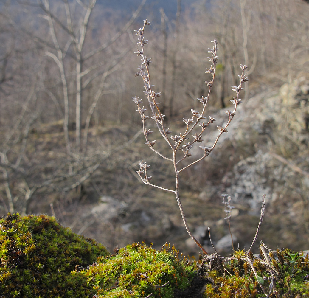 Image of Sedum hispanicum specimen.