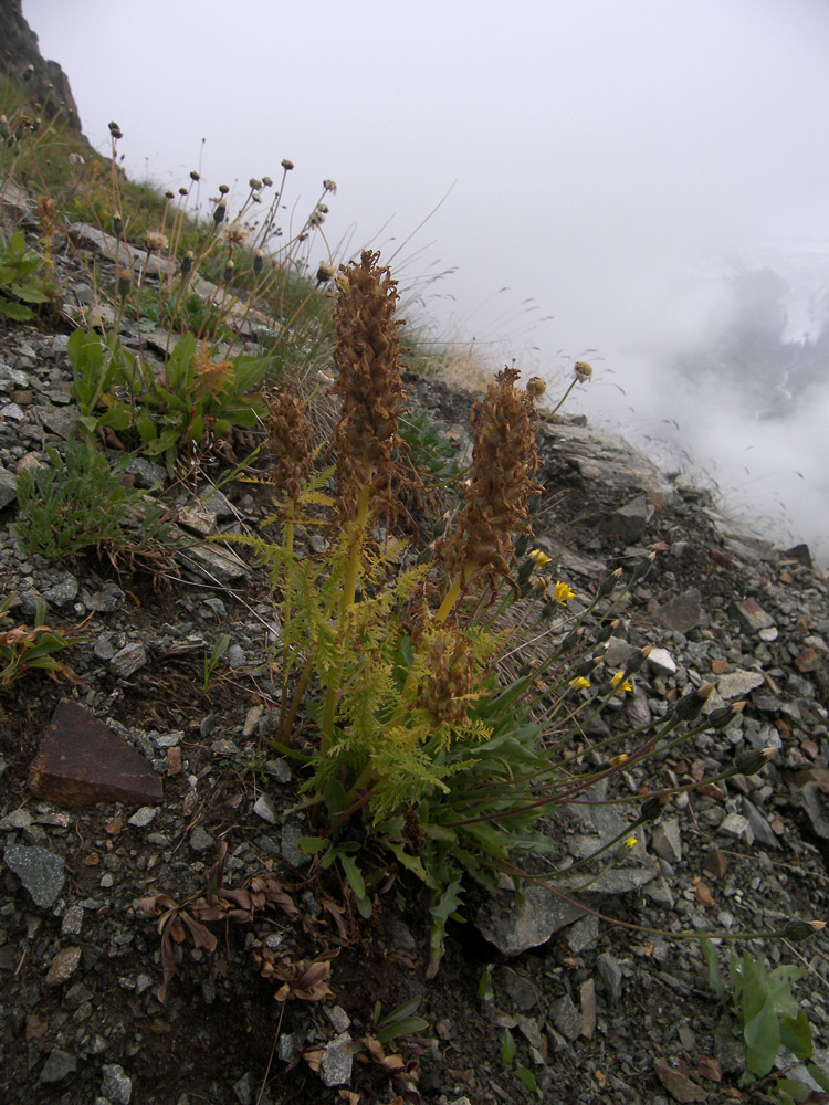 Image of Pedicularis condensata specimen.