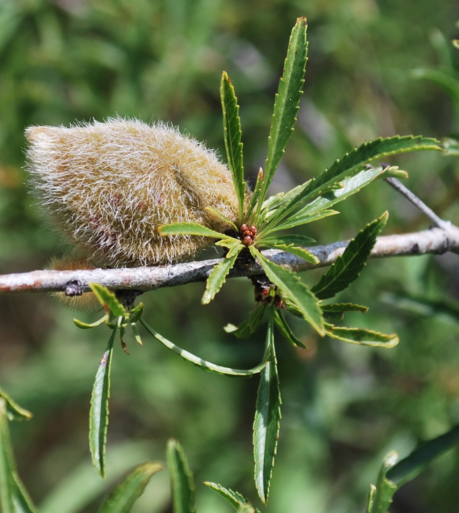 Изображение особи Amygdalus petunnikowii.