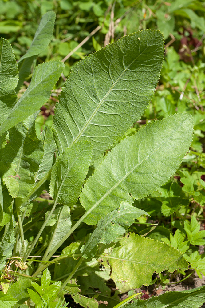 Image of Pyrethrum balsamita specimen.