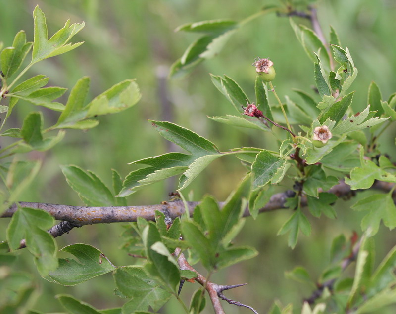 Изображение особи Crataegus ambigua.