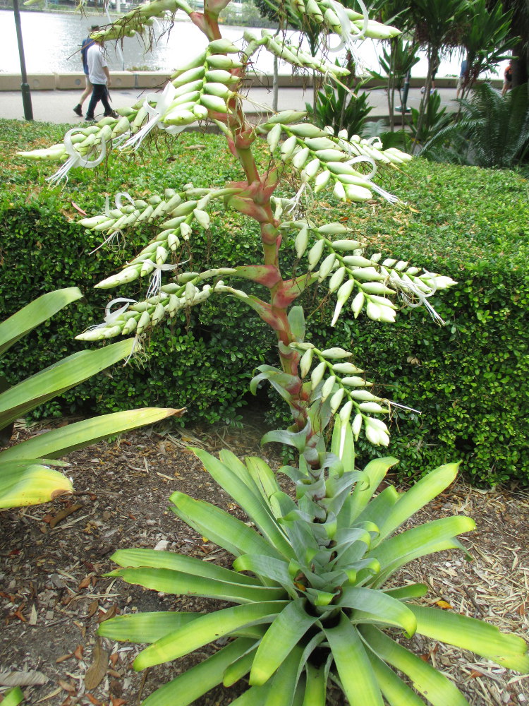 Image of genus Alcantarea specimen.