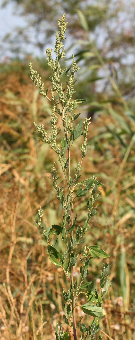 Изображение особи Chenopodium album.