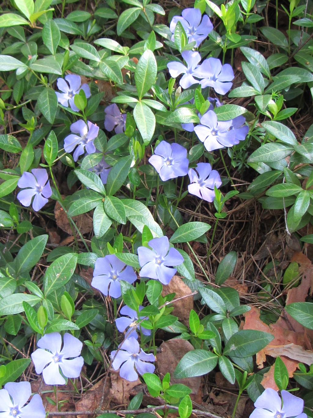 Image of Vinca minor specimen.