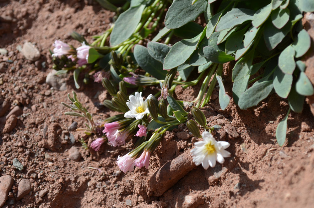 Изображение особи Crepis lactea.