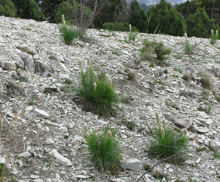 Image of Asphodeline taurica specimen.