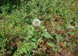 Echinops exaltatus. Цветущее растение. Франция, Приморские Альпы, Гурдон, сады Ленотра. 22.07.2014.