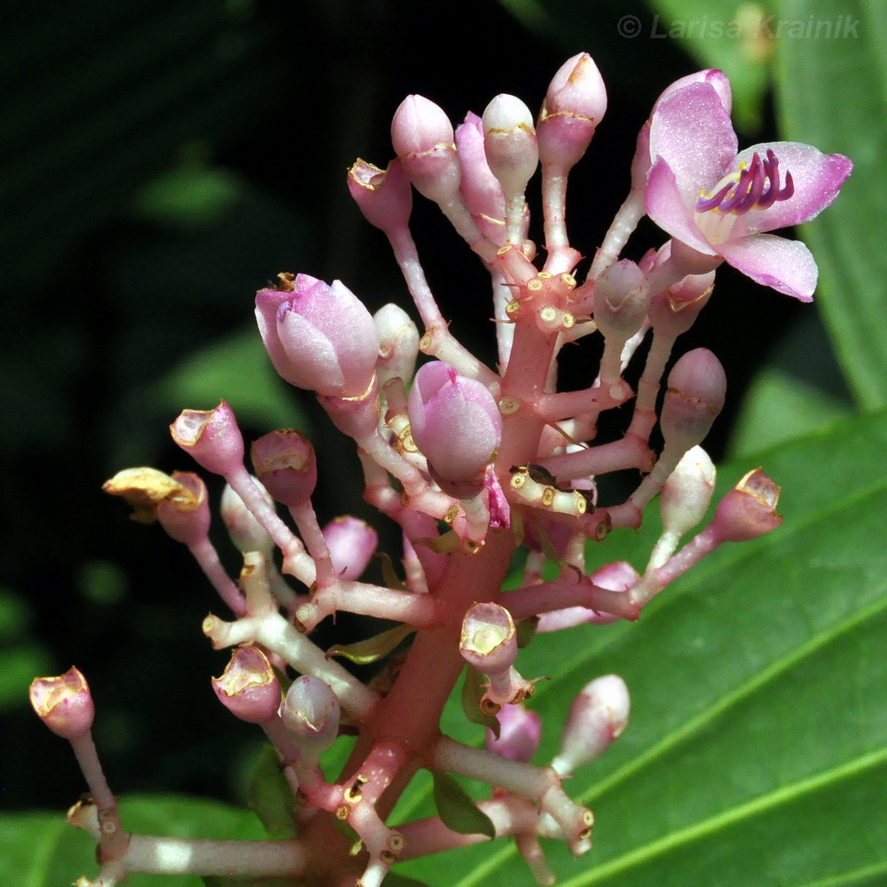 Изображение особи Medinilla cummingii.