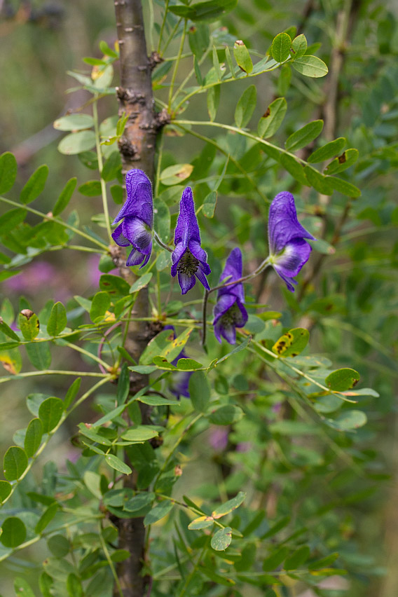 Image of Aconitum volubile specimen.