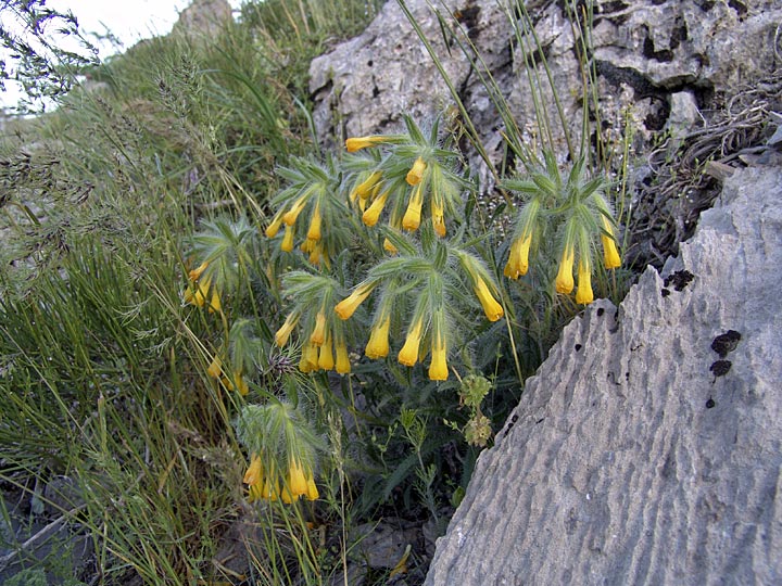 Изображение особи Onosma irritans.