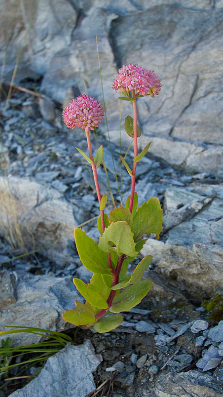 Изображение особи Hylotelephium triphyllum.