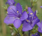 Polemonium caeruleum. Цветки. Восточный Казахстан, Глубоковский р-н, окр. с. Тарханка, восточный пологий склон сопки. 02.08.2015.