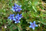 Gentiana septemfida