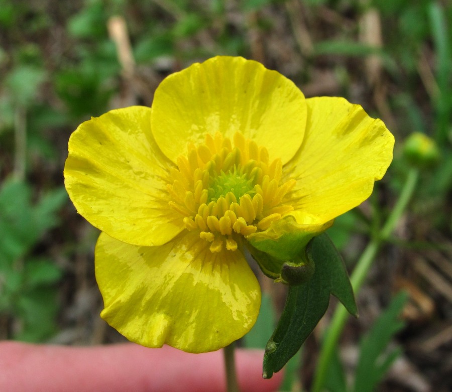 Image of Ranunculus cassubicus specimen.