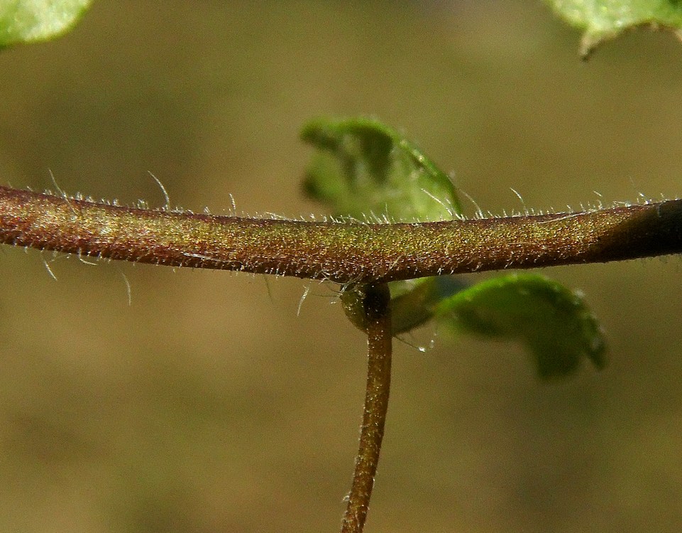 Image of Veronica persica specimen.