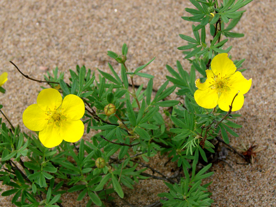 Image of Dasiphora fruticosa specimen.