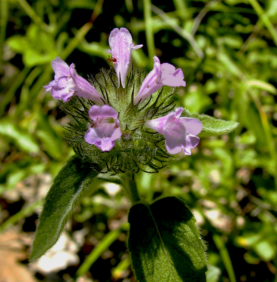 Image of Clinopodium caucasicum specimen.