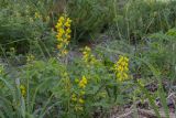 Thermopsis lupinoides