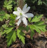 Anemone amurensis. Цветущее растение. Приморский край, Шкотовский р-н, окр. с. Анисимовка, в смешанном лесу. 18.05.2011.