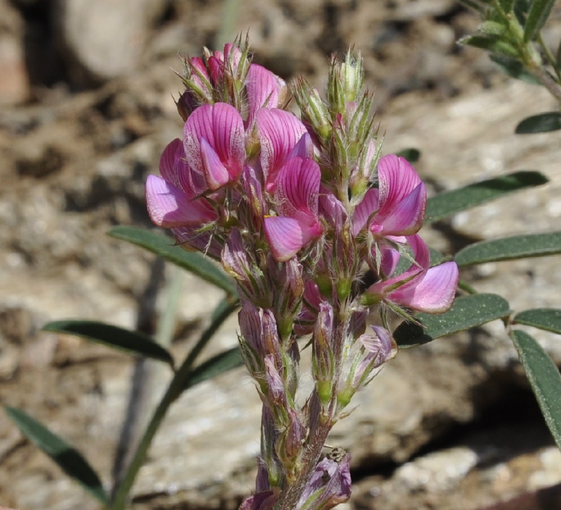 Image of genus Onobrychis specimen.