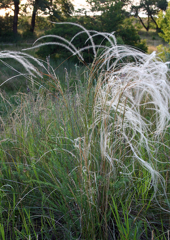 Изображение особи Stipa borysthenica.