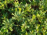 Pittosporum tobira