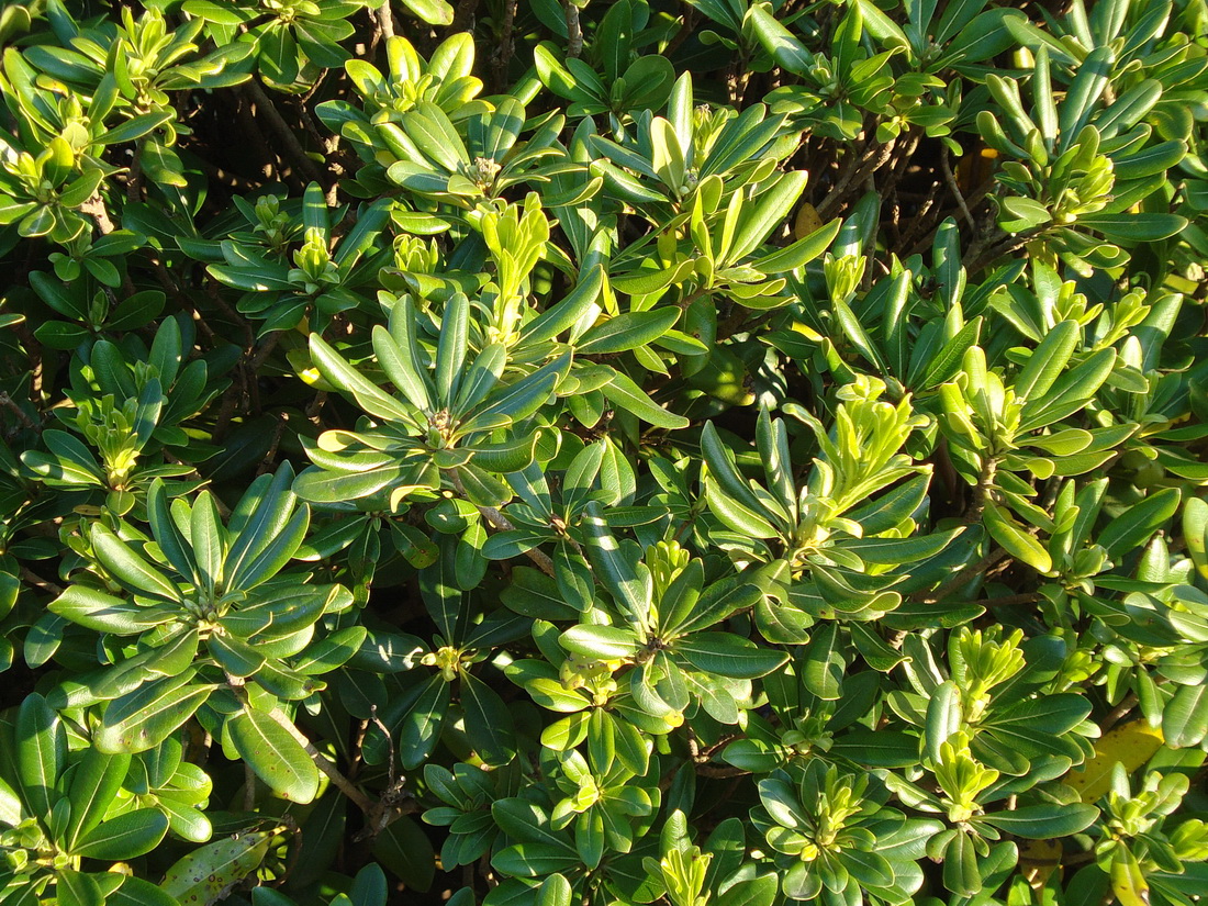 Image of Pittosporum tobira specimen.