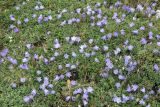 Campanula biebersteiniana. Цветущие растения. Кабардино-Балкария, Черекский р-н, верховья Черека Балкарского, правый борт долины, занятой ледником Агаштан в р-не вершины Левхановцек (2854), альпийская растительность. 27.07.2013.
