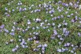 Campanula biebersteiniana