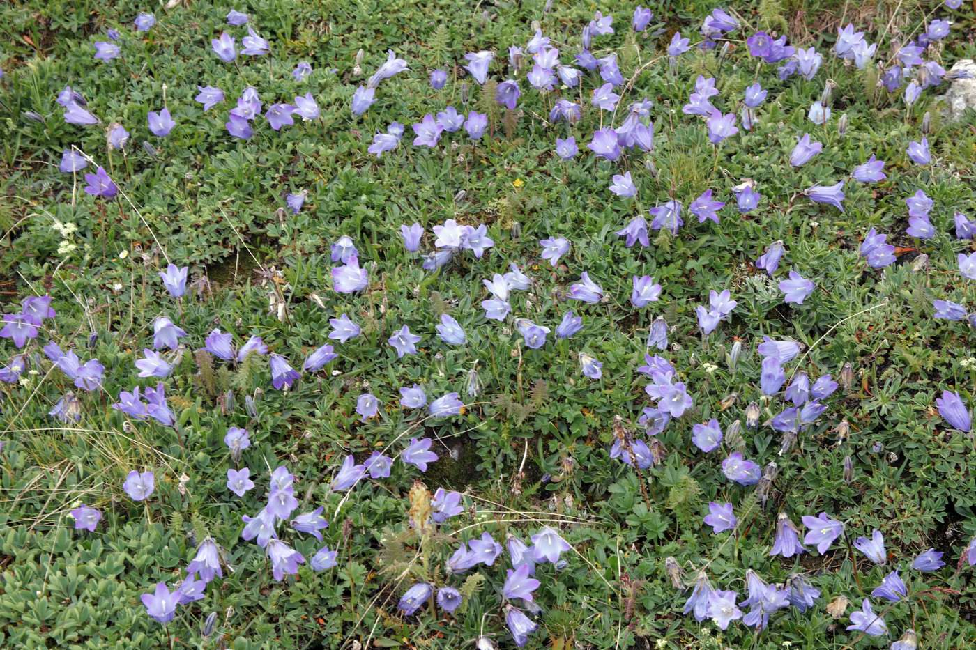 Изображение особи Campanula biebersteiniana.