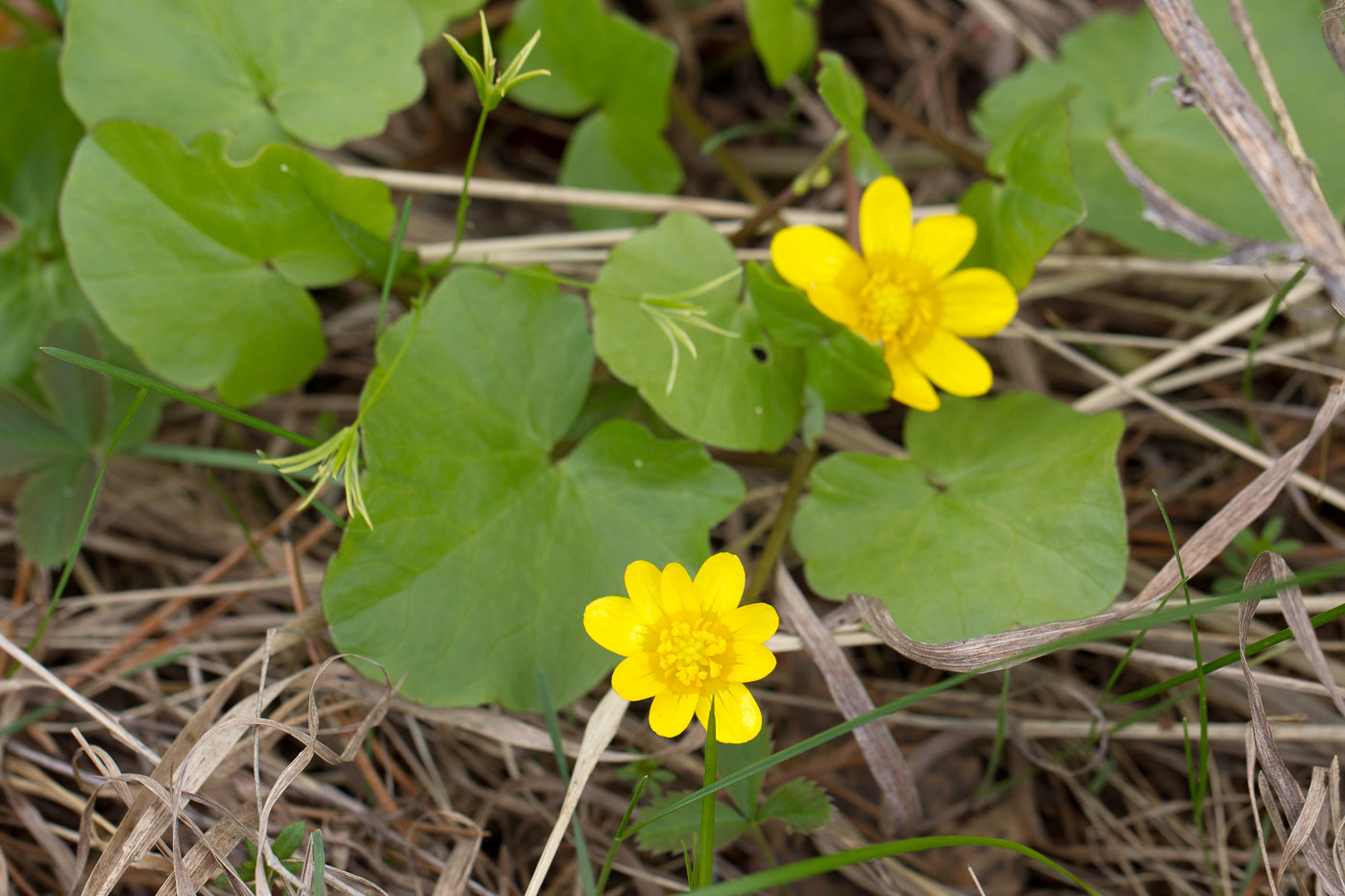 Image of Ficaria verna specimen.