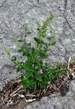 Chenopodium album