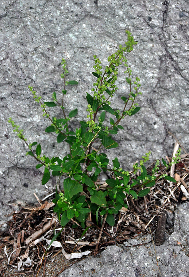 Изображение особи Chenopodium album.